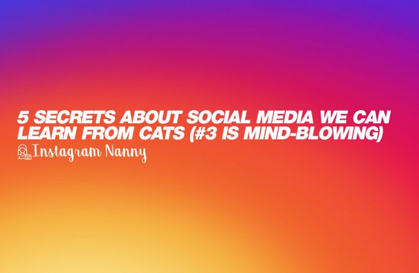5 Secrets about Social Media We Can Learn From Cats (#3 is unusual)